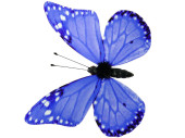 papillons 6 pcs. avec aimant/attache bleu 8 x 5,5cm