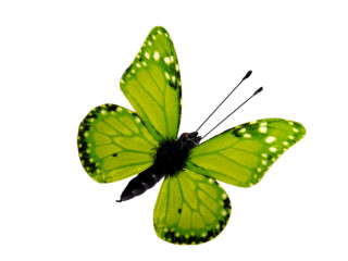 Schmetterlinge 6er Set mit Magnet/Klipp grün 5 x 4cm