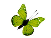 butterflies 6 pcs. with magnet/clip green 5 x 4cm