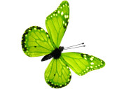 papillons 6 pcs. avec aimant/attache vert 8 x 5,5cm