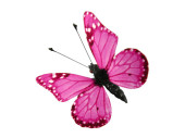 papillons 6 pcs. avec aimant/attache rose 5 x 4cm