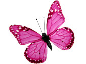 papillons 6 pcs. avec aimant/attache rose 8 x 5,5cm