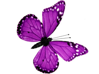 butterflies 6 pcs. with magnet/clip purple 8 x 5,5cm