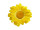 fleuraisons marguerite M8 jaune Ø 40cm