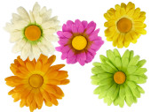 marguerite blossoms var. sizes and colors