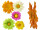 marguerite blossoms var. sizes and colors