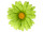 fleuraisons marguerite pour suspendre vert Ø 60cm