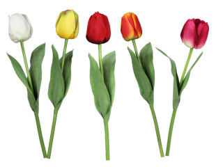 tulipe "Royal" diff. couleurs
