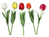 tulip Royal in var. colors