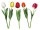 tulip "Royal" in var. colors