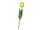 tulipe "Royal" 49cm jaune