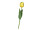 Tulpe "Royal" 49cm gelb