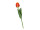 tulip "Royal" 49cm orange