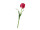 tulip "Royal" 49cm pink