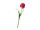 Tulpe "Royal" 49cm pink