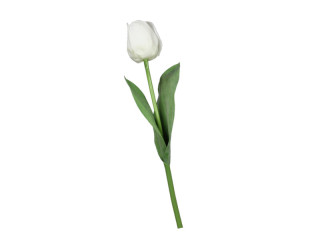 tulip "Royal" 49cm white