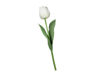 Tulpe "Royal" 49cm weiss