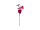 magnolia branch pink L 80cm