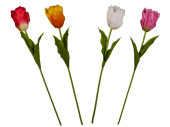 tulip Big in various colors