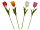 tulip "Big" in various colors