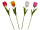 tulipe "Big" diff. couleurs