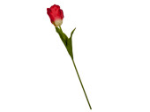 tulipe "Big" 85cm rouge