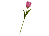 tulipe "Big" rose vif