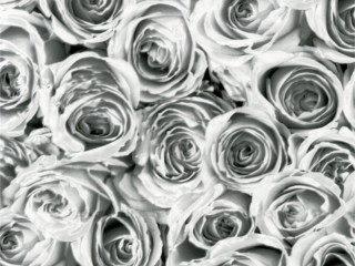 feuille auto-adhésive "roses gris" 45cm x 2m