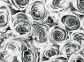 self-adhesive foil "roses grey" 45cm x 2m