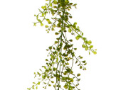 brousse de buis vert 80cm