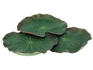 waterlily leaves green