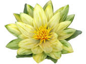 waterlily blossom "Botany" yellow
