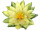 fleur de nymphéa "Botanique" jaune