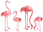 flamant rose "plumes" en diff. versions