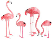 Flamingo Federn in versch. Versionen