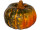 mixed pumpkins 5 pcs.
