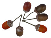 acorn pairs 50 pcs with stem