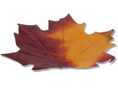 Ahornblätter ohne Stiel, 5 - 9cm, herbstbunt, 48er Set