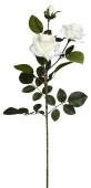 Rosenzweig x3 Luxor weiss H 90cm, 2 Blüten 1 Knospe