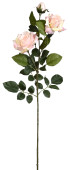 Rosenzweig x3 Luxor rose H 90cm, 2 Blüten 1 Knospe