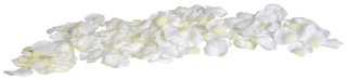 Rosenblütenblätter Luxor weiss 6.5cm 150 Stk./Pack