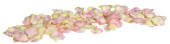 Rosenblütenblätter Luxor rose 6.5cm 150 Stk./Pack
