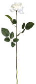 Rose Luxor weiss H 70 x Ø 10 cm