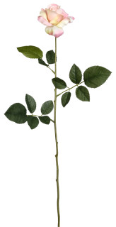 Rose Luxor rose H 70 x Ø 10 cm