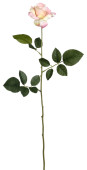 Rose Luxor rose H 70 x Ø 10 cm