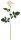 Rose Luxor rose H 70 x Ø 10 cm