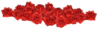 Rosenköpfe Deluxe rot Ø 10cm 24 Stk./Btl.