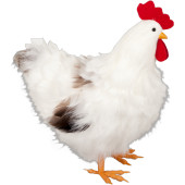 Huhn Gallus weiss gross Styro/Federn,30 x 18 x H32cm