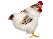 Huhn Gallus weiss klein Styro/Federn,20 x 13 x H20cm