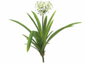 Agapanthus-Pflanze crème H 60cm, zum Stecken